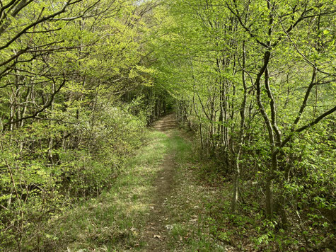 Ein schmaler Waldweg durch einen lichten Buchenwald