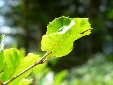 Laublatt im herbstlichen Sonnenlicht