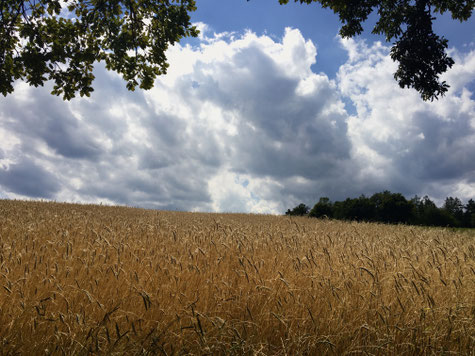 Ein Weizenfeld im Hochsommer