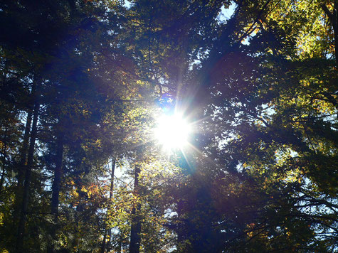Sonnenstrahlen dringen durch das Dach einens herbstlichen Laubwaldes