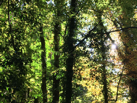 Sonnenstrahlen in einem herbstlichen Laubwald