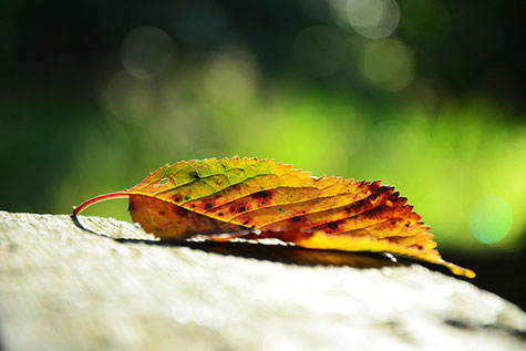 Radiant Reality Blog | Staying Healthy in the Fall with Ayurveda | Autumn Leaf