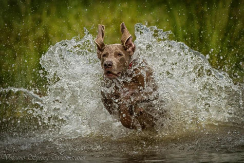 Wasserpassion - Foto von Carmen Schad