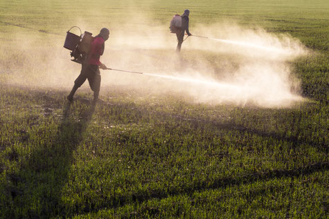 Workers spraying pesticides on a field in India