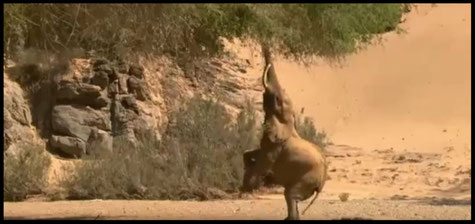 Vidéos "Les éléphants du désert"