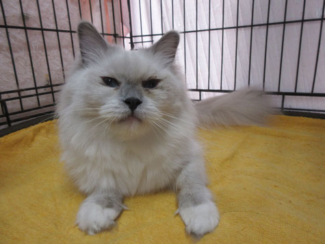 里親募集 - 長野県上田市の猫専門ブリーダーキャンディメイ