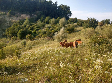 Limousin-Rinder in der Kiesgrube (Foto: B. Pellkofer)