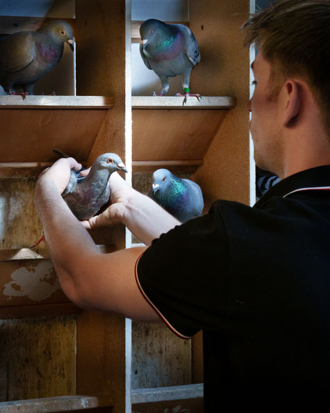 Junge Brieftaubenzüchter – Hoffnung für eine lebendige Tradition im Ruhrgebiet