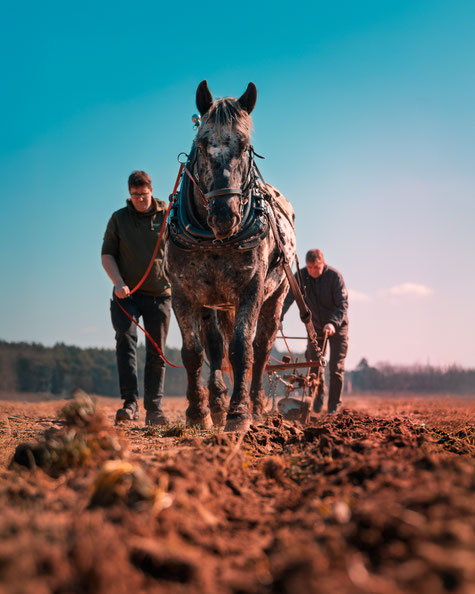 Ein kräftiges Ackerpferd zieht bei einer Vorführung den Pflug durch die Erde, begleitet von zwei Männern, die das alte Handwerk lebendig halten. Die Szene erinnert an eine Zeit, in der Mensch und Tier im Rhythmus der Natur gemeinsam das Land bestellten