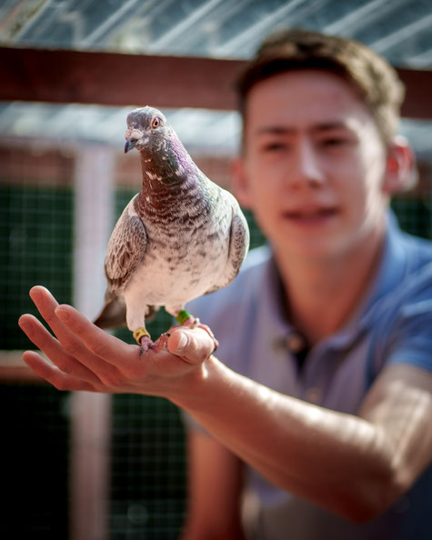 Vertrauen auf der Hand – junge Züchter geben dem Taubensport eine Zukunft