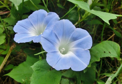 今日の誕生花は ヒルガオ 昼顔 です 板宿八幡神社