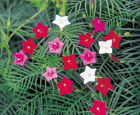 今日の誕生花は ルコウソウ です 板宿八幡神社