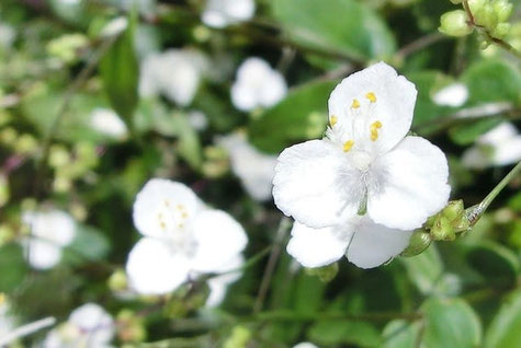 今日の誕生花は ブライダルベール です 板宿八幡神社
