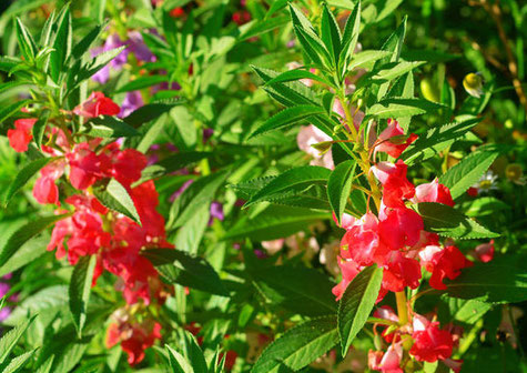 今日の誕生花は ホウセンカ です 板宿八幡神社 今日の誕生花は ホウセンカ です 板宿八幡神社