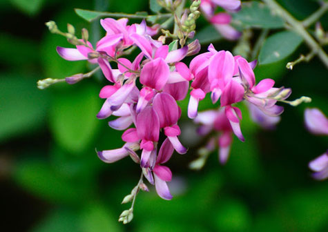 今日の誕生花は ハギ 萩 です 板宿八幡神社