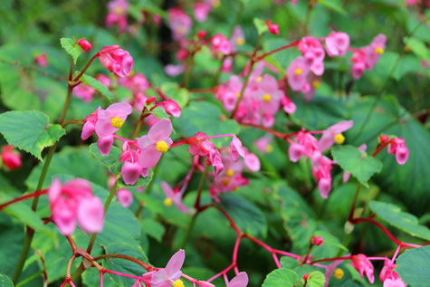今日の誕生花は シュウカイドウ です 板宿八幡神社 今日の誕生花は シュウカイドウ です 板宿八幡神社
