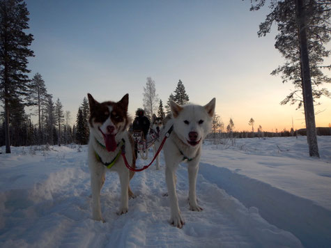 Schlittenhundetour in Schweden, Polarkreis