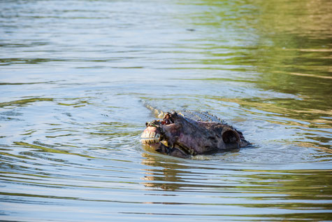 Südafrika-Loch Ness oder das Krokodil mit dem erbeuteten Schädel