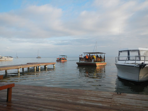 Flossfähre mit Pferden von Roatan nach Little French Cay