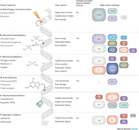 Voies de réparation d'ADN en tant que cibles pour la thérapie du cancer