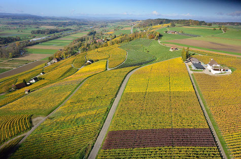 (c) Weingut Hausamman