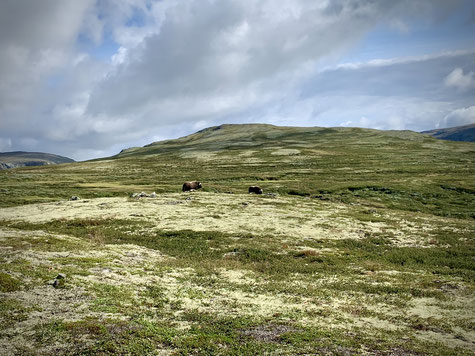 Zu den Moschusochsen im Dovrefjell Nationalpark 