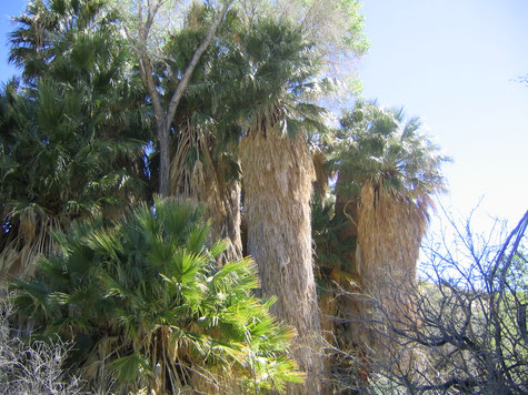 Lost Palm Oasis Joshua Tree National Park 