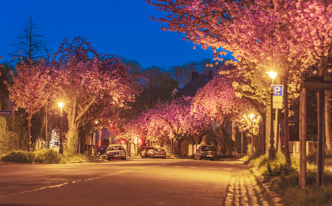 Kirschblüte Ritterstraße zur blauen Stunde