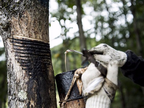 Descritption utilisation et recolte laque Urushi laque japonaise sève d'arbre Rhusvernicifera arbre à laque Japon Asie
