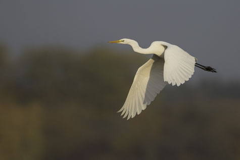 © Markus Gläßel - Silberreiher