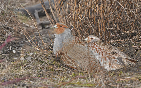 © Dr. Christoph Moning