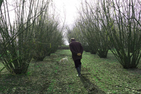 Truffelsucher Sucht Mit Dem Truffelhund In Den Waldern Nach Truffel Truffel Kaufen Truffelanbau