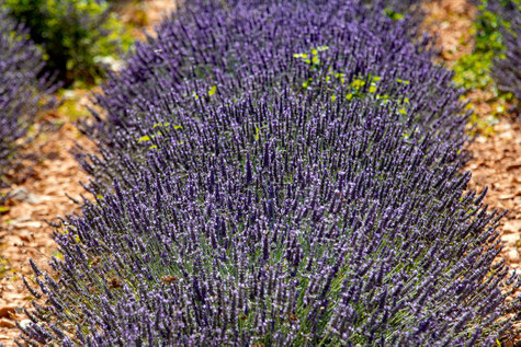 Lavendel - typisch provenzalisch