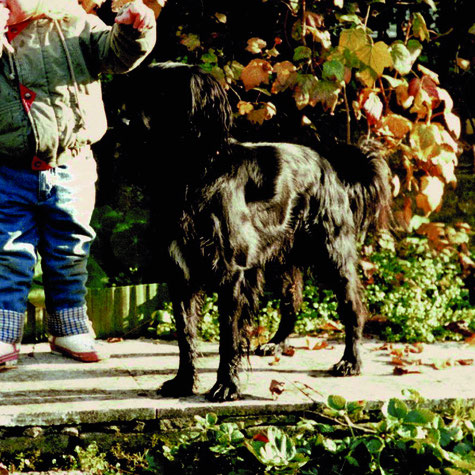 hundestrand Blog fliegen mit Hund Tipps Hundegeschichte