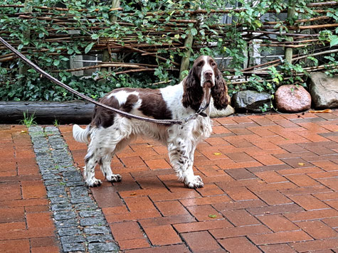 Waltraud vom Belauer See, 3 years old, Photo: Ulf F. Baumann