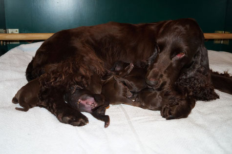 Vicky and her puppies right after birth, Photos: Ulf F. Baumann