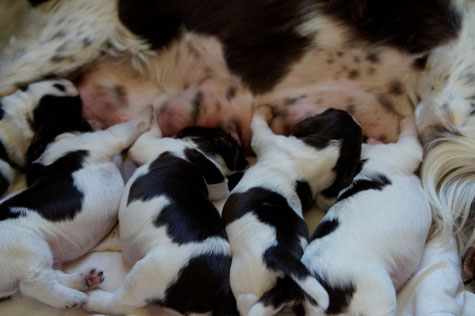 The puppies are 10 days old, Photo: Ulf F. Baumann