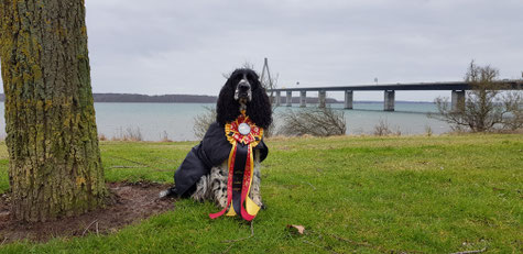 "Jolanthe vom Belauer See" gewinnt in Dänemark RO Turnier, Foto: Svenja Arendt