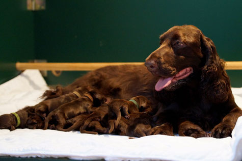 Alice and her puppies, Photos: Ulf F. Baumann