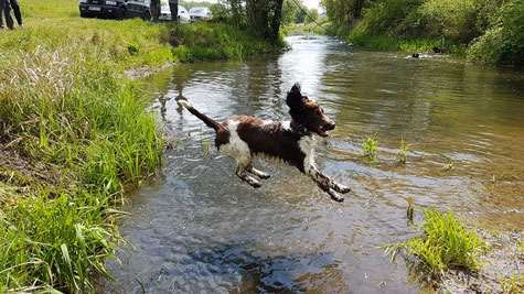 ...und wieder einer "vom Belauer See", der Wasser toll findet, Foto: von Schwerin