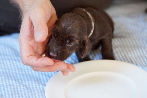 First meat ball ever! Photo: Ulf F. Baumann