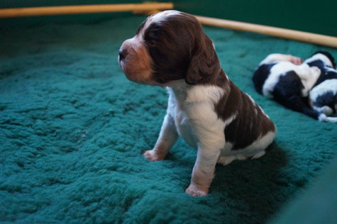 Ludwig is already able to sit! Photo: Ulf F. Baumann