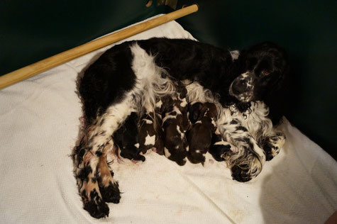 The O-litter has arrived, Photo: Ulf F. Baumann