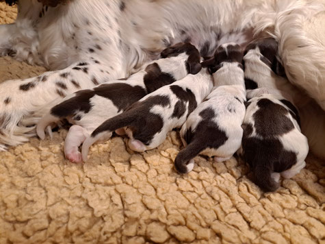 Our Oak-litter, Photos: Ulf F. Baumann