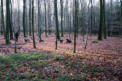 Ein Spaziergang ist an den Feiertagen genau die richtige Beschäftigung. Foto: Ulf F. Baumann