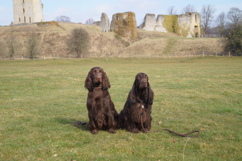 "Sandscape Golden Girl At Belauer See" and "Winterbourne Move On To Belauer See" in the country of origin of the Field Spaniels, Photo: Ulf F. Baumann