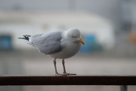 Begrüßung auf der Fähre, Foto: Ulf F. Baumann