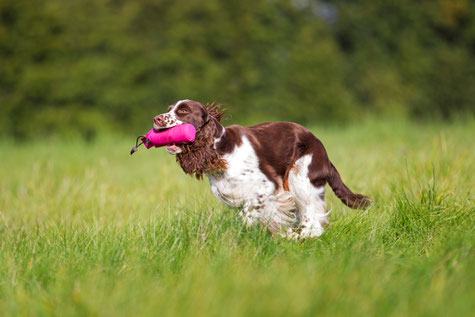 Ilse during Dummy Training, Photo: Nele Goetz