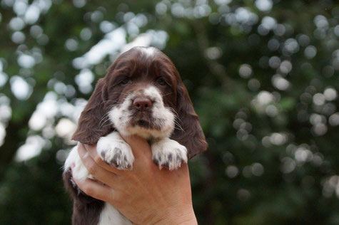 Bitch puppy number 2, Photo: Ulf F. Baumann