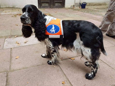 Auch Filmhunde müssen in die Maske und bekommen ein Kostüm... Foto: Svenja Arendt